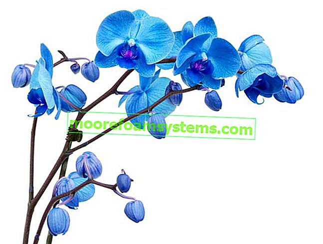 Modrá orchidej na bílém pozadí