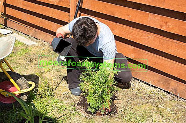 Thujas beim Pflanzen im Garten sowie in welcher Entfernung Thujas verschiedener Arten zu pflanzen
