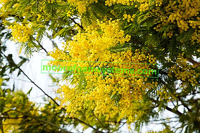 Acacia argenté (mimosa) - description, semis, culture, entretien, conseils pratiques