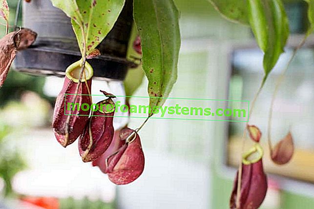 Nepenthes - hmyzožravá rostlina - druhy a odrůdy, pěstování, péče, zalévání