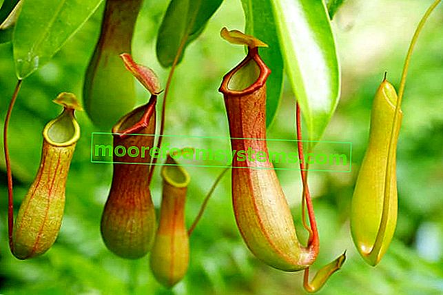 Nepenthes - hmyzožravá rostlina - druhy a odrůdy, pěstování, péče, zalévání
