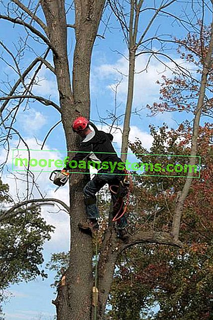 Baumpfleger arbeiten an einem Baum