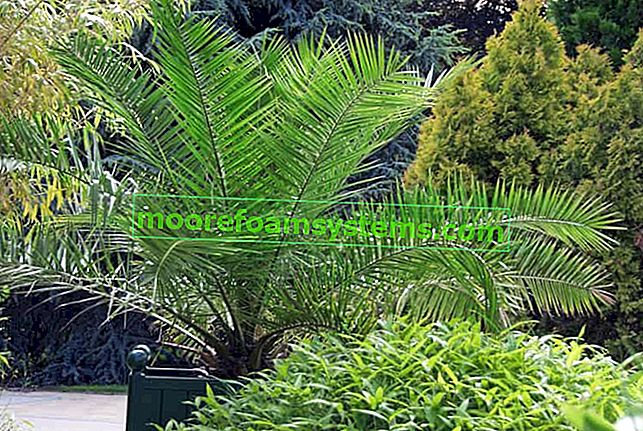 Kanárská datlovník (královská palma) v květináči - pěstování, péče, zalévání