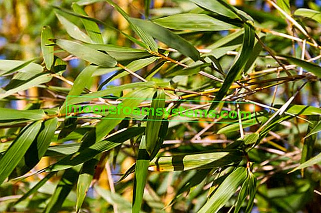 Bambus într-o oală - cerințe, plantare, cultivare, îngrijire, sfaturi