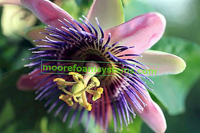 Passiflora (passiflore) - la fleur de la passion du Seigneur - culture, soins, conseils