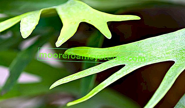 Losí rohy - kapradina s neobvyklými listy - pěstování, péče, tipy 2