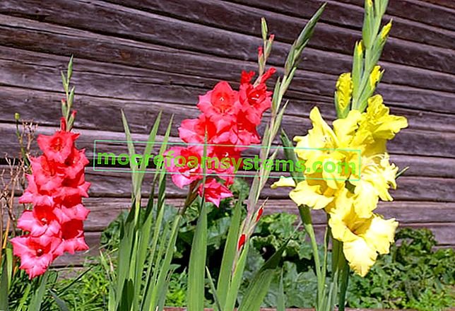 Wann man Gladiolen pflanzt  Ein praktischer Leitfaden und Tipps für alle