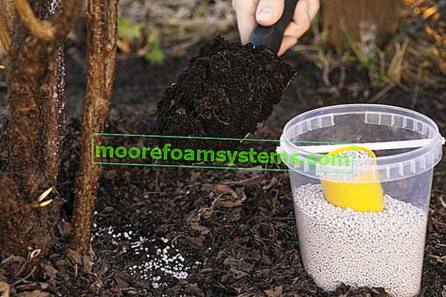 Hnojivo pro hortenzie - co si vybrat, jak aplikovat, jak krmit hortenzii?  2