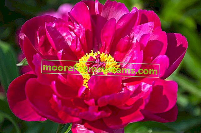 Une pivoine rose pendant la période de floraison