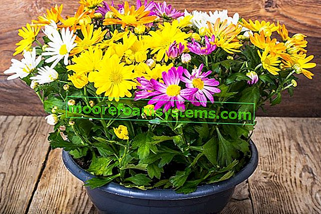 Crisantemi in vaso: coltivazione, cura, irrigazione, prezzi di acquisto 2