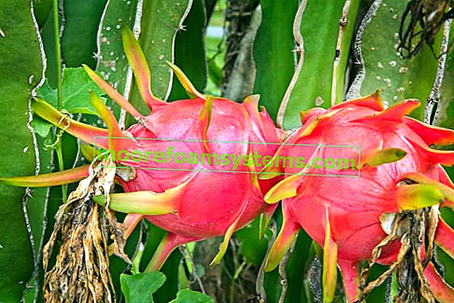 Fruit du dragon ou pitaya