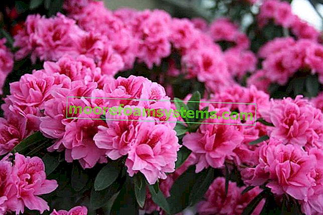 Jak a kdy zasadit rododendrony (azalky) - praktický průvodce