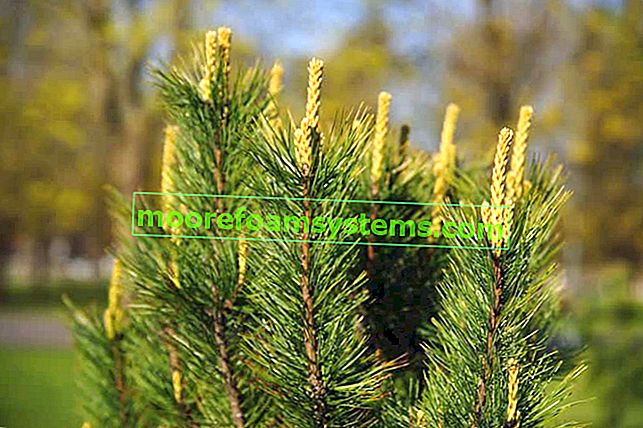 Pin de Sibérie (Pinus sibirica) - semis, culture, soins, maladies